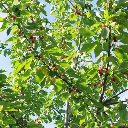 Tenuta Santa Rosa فندق مبيت وإفطار *