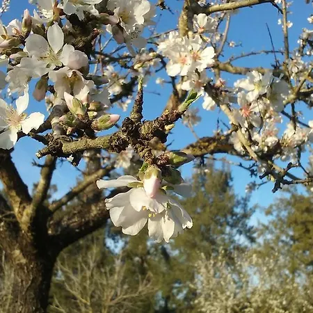Tenuta Santa Rosa فندق مبيت وإفطار سانيكولا